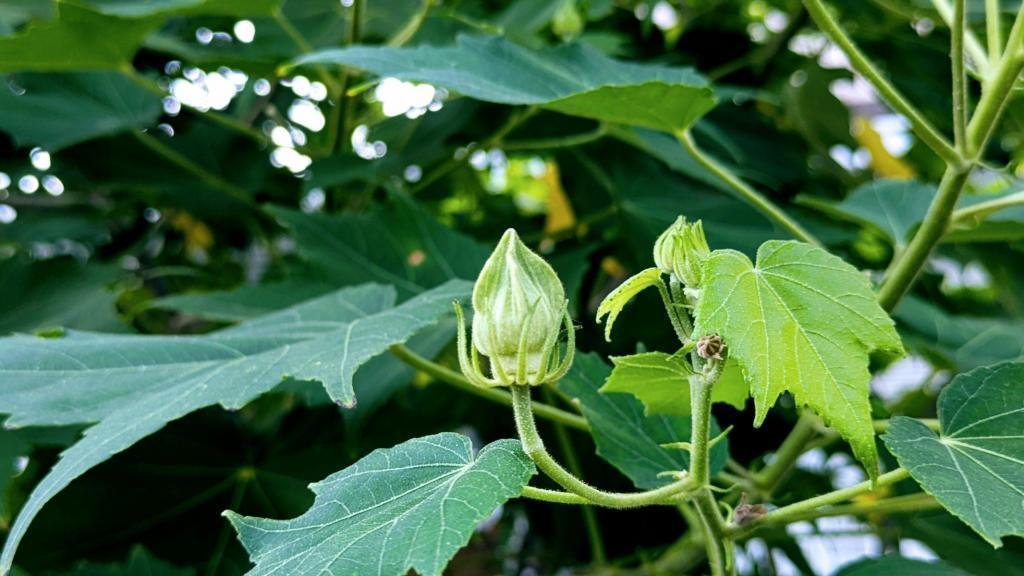  酔芙蓉　は”幸せの再来”　不思議な不思議な花