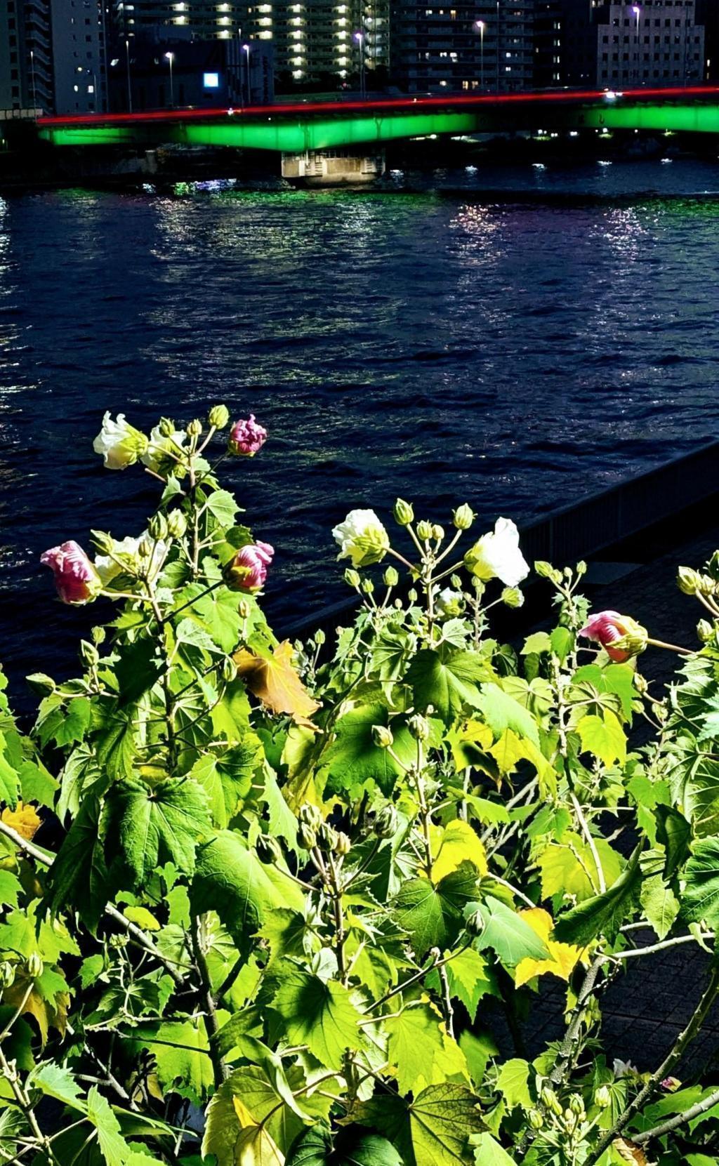  酔芙蓉　は”幸せの再来”　不思議な不思議な花