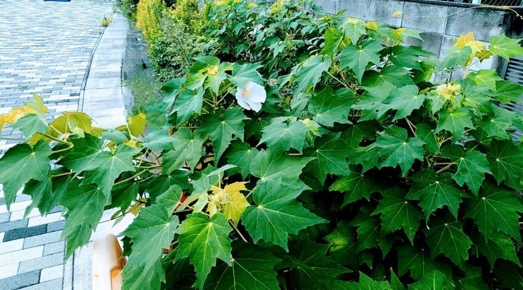  酔芙蓉　は”幸せの再来”　不思議な不思議な花