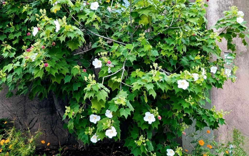  酔芙蓉　は”幸せの再来”　不思議な不思議な花