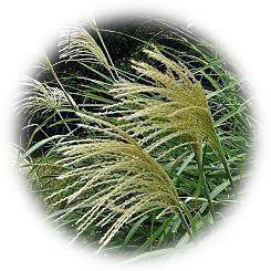  2025 大名庭園に秋の訪れを演出するススキの穂