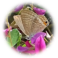  2025 初秋を彩る野趣に富む蝶形花 秋の七草 