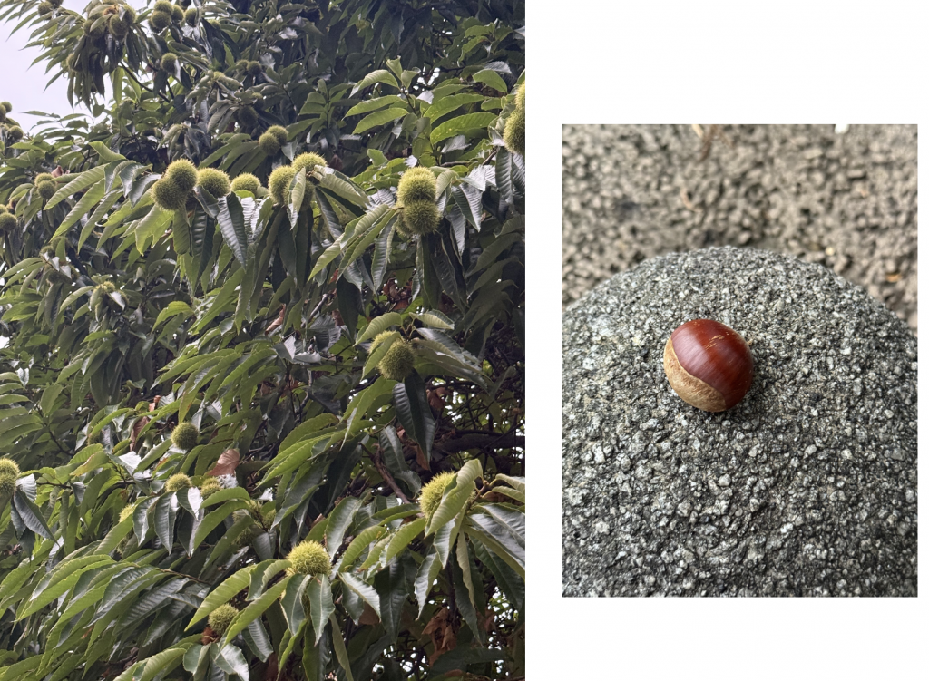  宝町の栗　今年は豊作です。