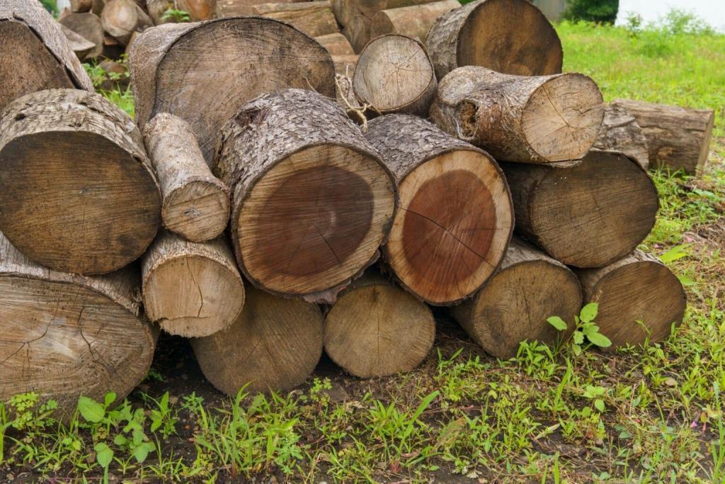  秋の中央区はイベント盛りだくさん！
＜中央区立環境情報センター「エコノバ」をご存知ですか＞
子ども向けイベント「オータム森フェス2025」　10月11日(土)～13日(月・祝) 開催
【事前申込締切：10月2日（木）】（参加費無料）