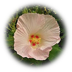  2025 儚げで風情ある「酔芙蓉」の花色の移ろい