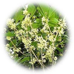  2025 秋の香りの使者 控えめで心地よい芳香「薄黄木犀」