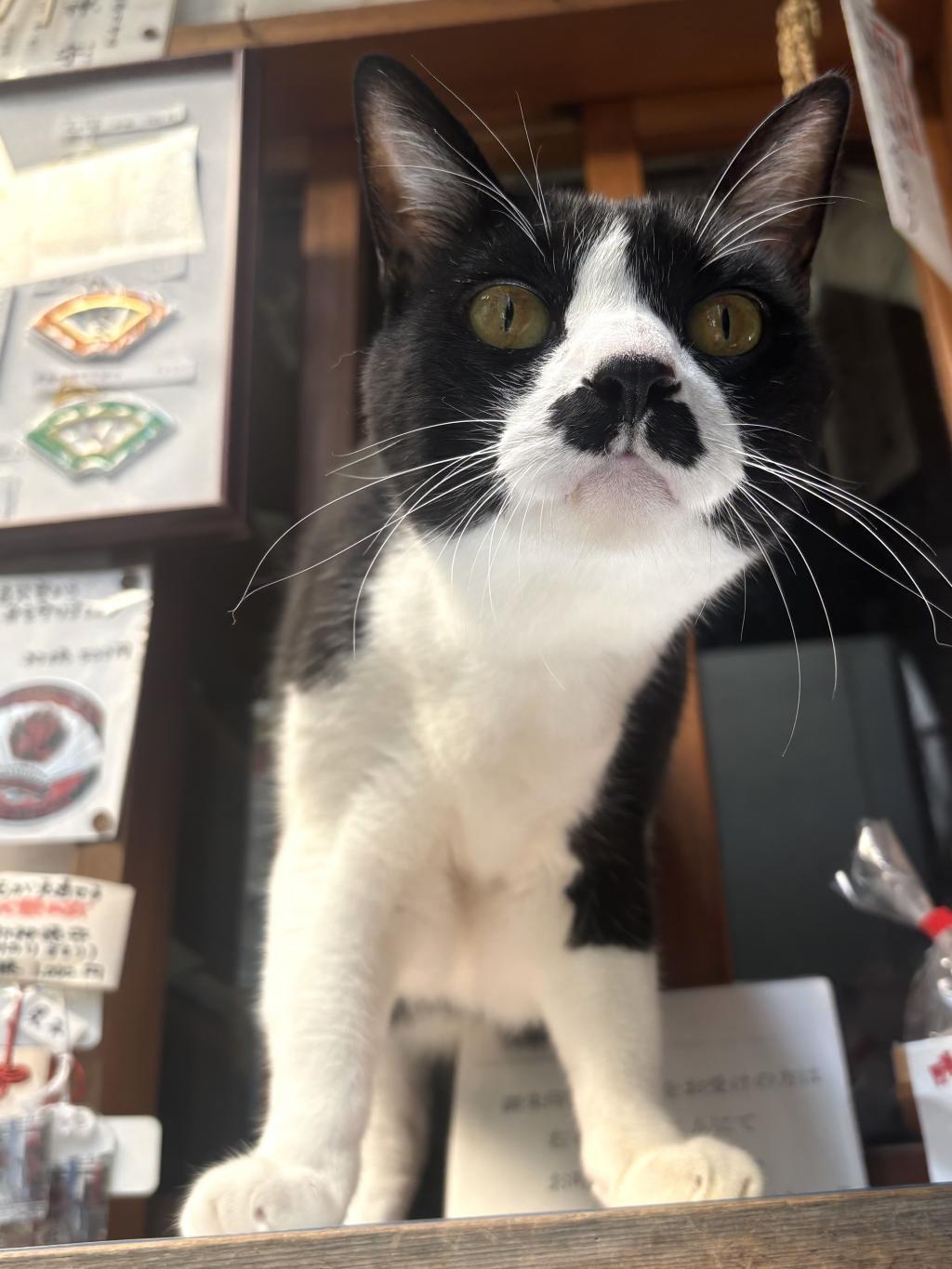 ドヤ顔の龍 また龍に会えた❣️ 
人形町　末廣神社⛩️の龍