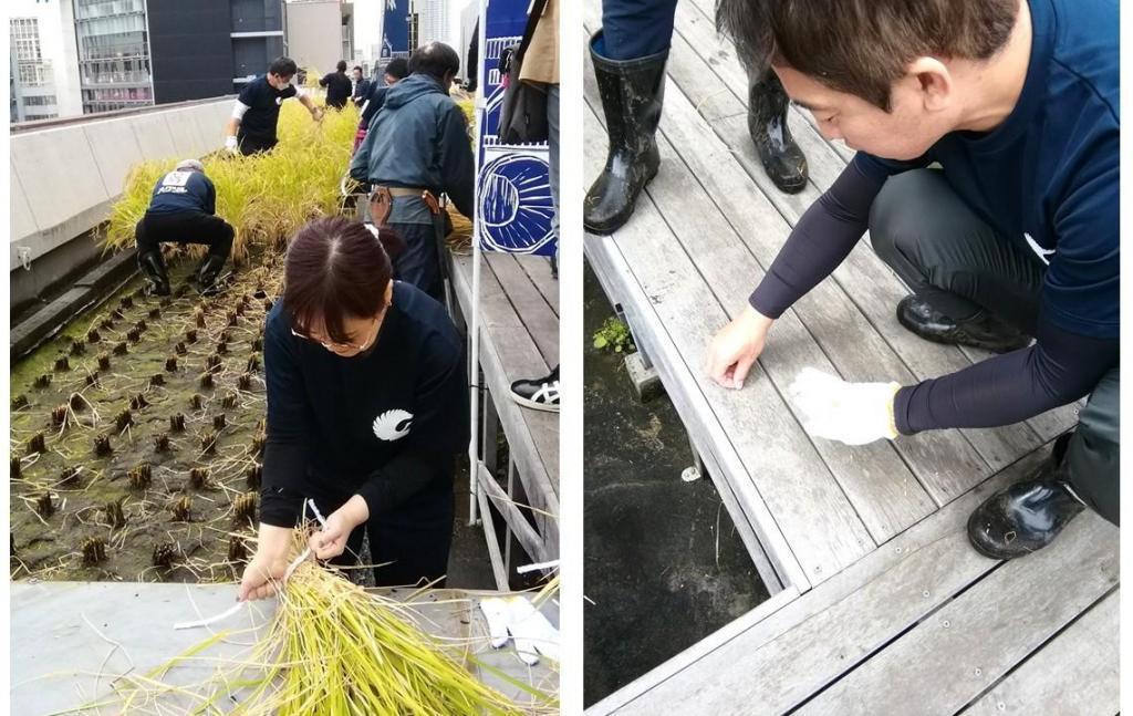  ２０２５白鶴銀座天空農園
　稲刈り
　　～　白鶴酒造　～