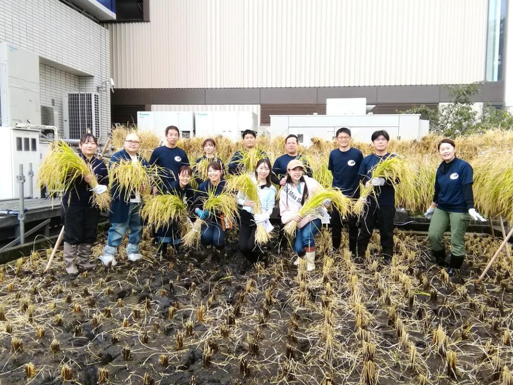  ２０２５白鶴銀座天空農園
　稲刈り
　　～　白鶴酒造　～