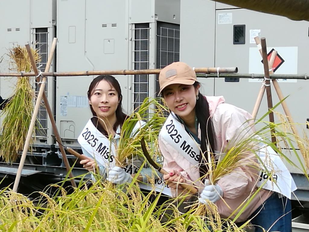  ２０２５白鶴銀座天空農園
　稲刈り
　　～　白鶴酒造　～