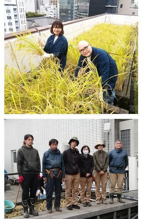  ２０２５白鶴銀座天空農園
　稲刈り
　　～　白鶴酒造　～