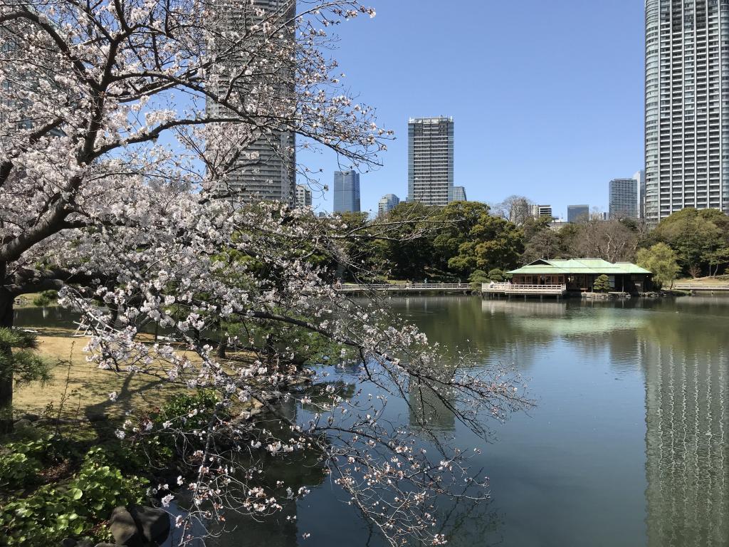  秋の中央区はイベント盛りだくさん！
【浜離宮でお月見散歩 ～将軍の御庭で栗名月を愛でる～】10月31日(金)～11月5日(水)
【