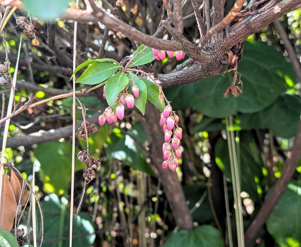  浜町に咲く、江戸の面影と春の鈴