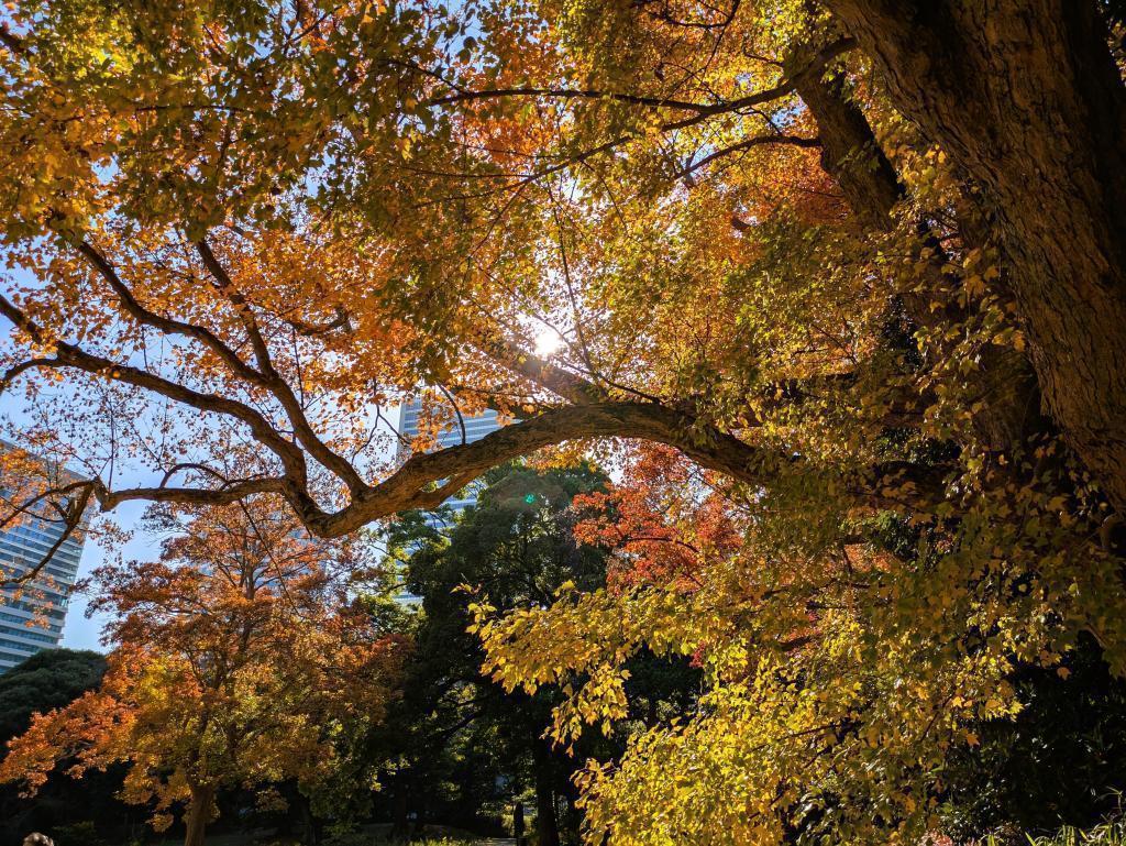  冬へ備える庭園の情景