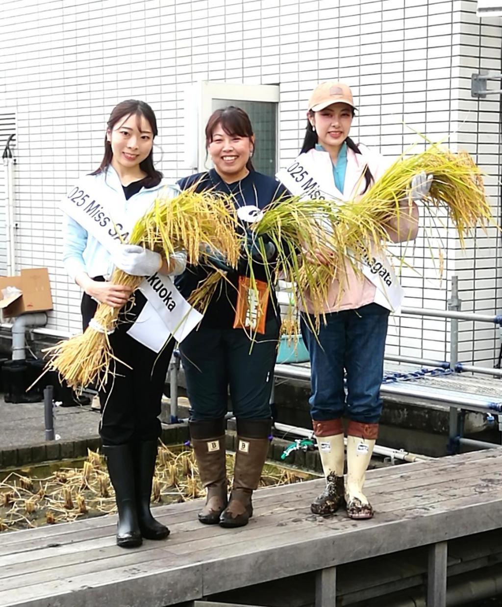  ２０２５白鶴銀座天空農園
　収穫された酒米の等級検査
　　～　白鶴酒造　～