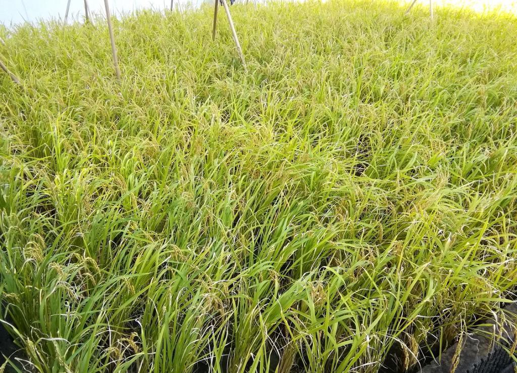  ２０２５白鶴銀座天空農園
　収穫された酒米の等級検査
　　～　白鶴酒造　～