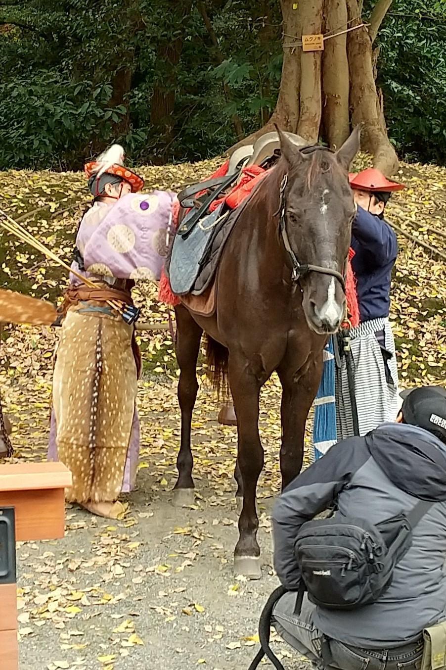  浜離宮に本物の馬が来た。