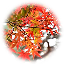  2025 小春日和 錦秋の大名庭園