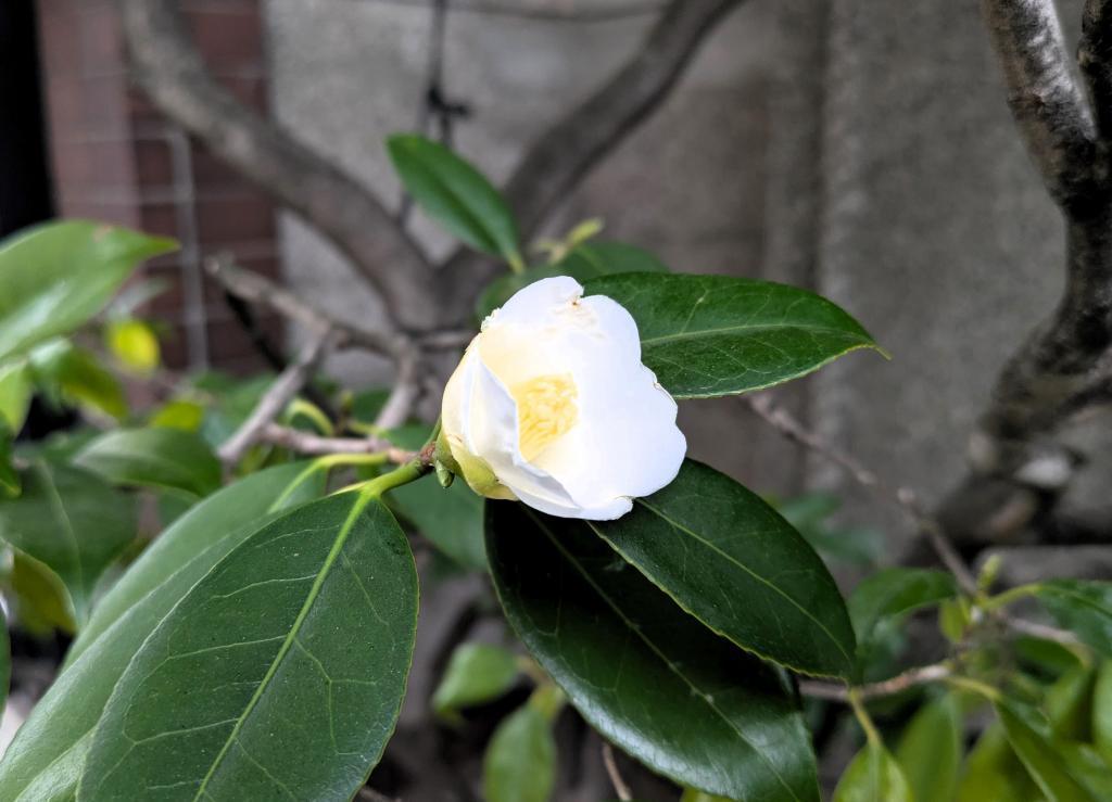  「侘び寂び」と異文化交流