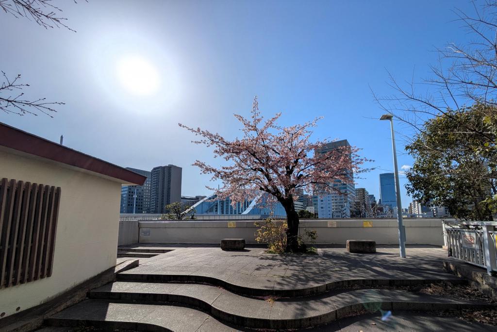  春光に誘われて―永代橋の大寒桜