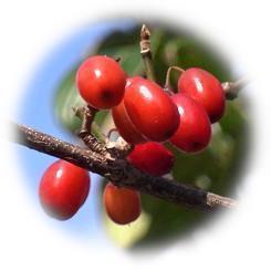  2026 艶やかさを保ち冬の青空に映える「アキサンゴ」