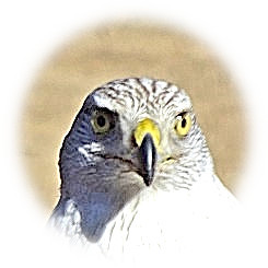  2026 将軍家の御鷹場で「諏訪流放鷹術」実演