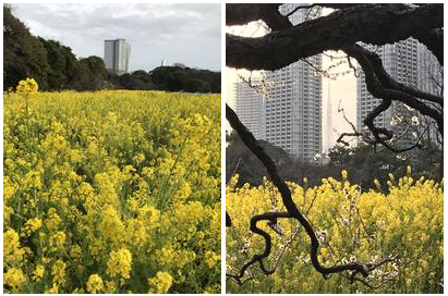  春の黄色
