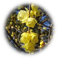  2026 新春の安らぎ「艶やかな黄花の馥郁たる香り」