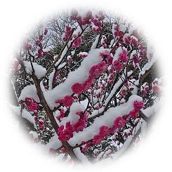  2026 銀世界を紅白に彩る早咲きの八重寒紅梅