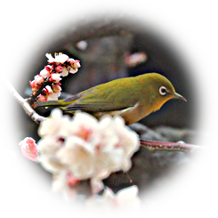  2026 麗らかな早春の陽を浴び 芳香漂う大名庭園の梅林