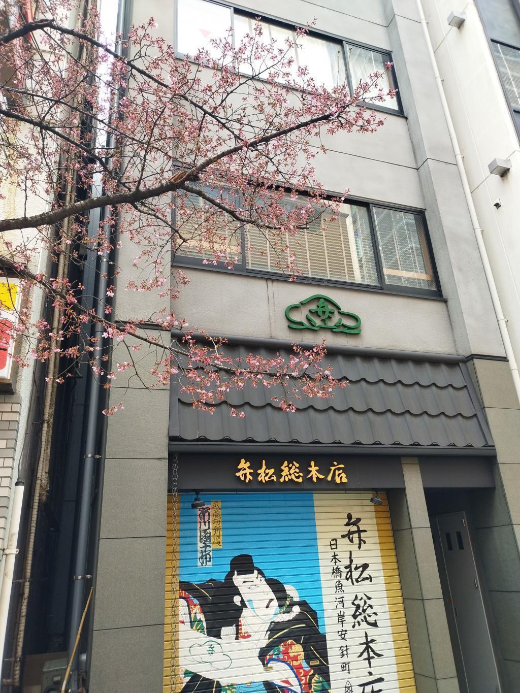  日本橋・あじさい通りの「オカメザクラ」開花宣言！