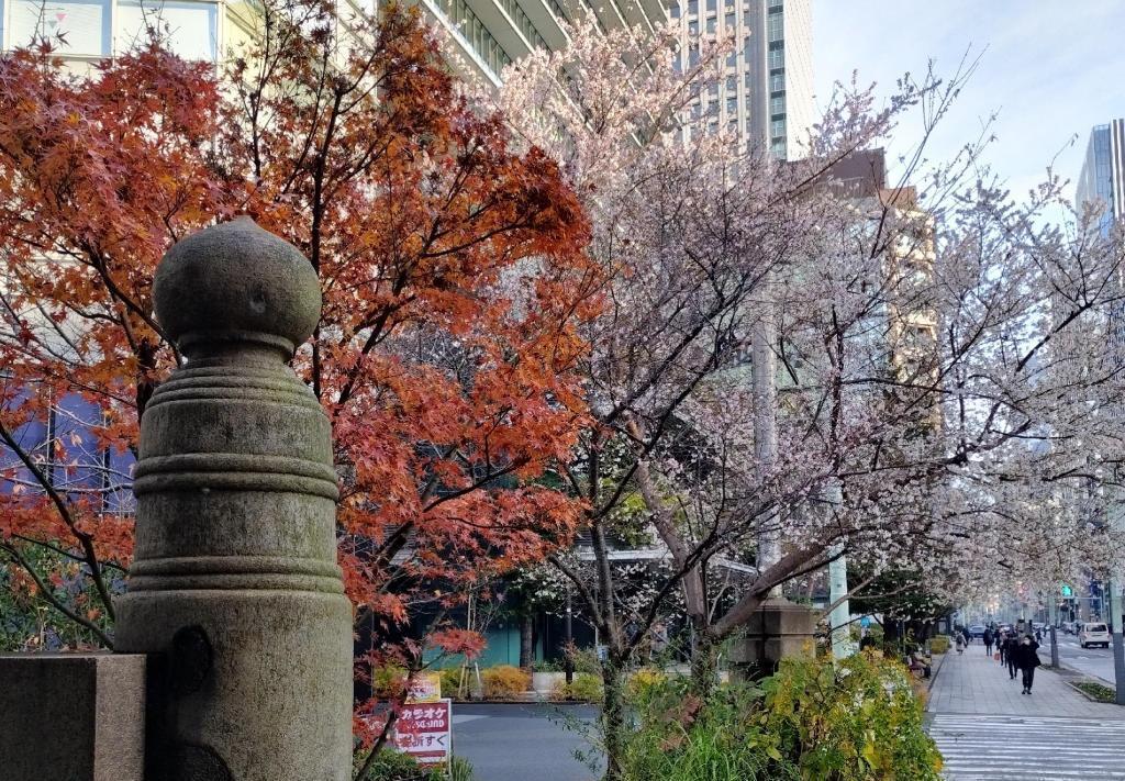  日本橋・あじさい通りの「オカメザクラ」開花宣言！