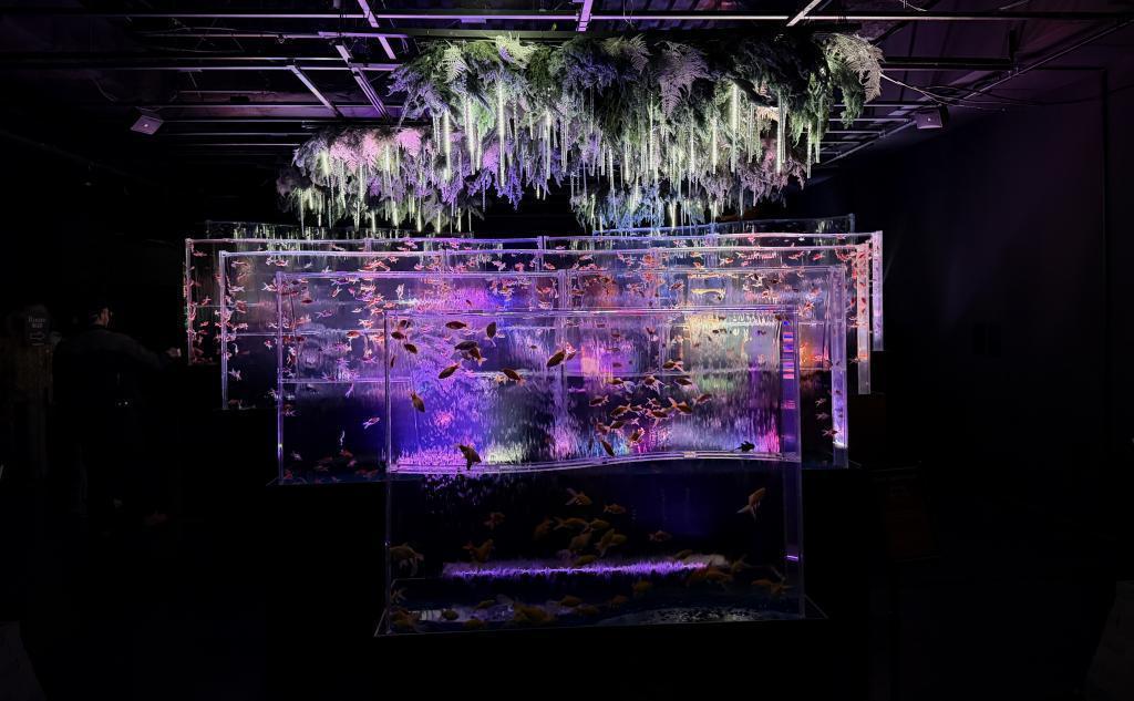  アートアクアリウム美術館 GINZAは
只今「ニャーとアクアリウム」に⁉️
銀座三越新館９階で2/25まで