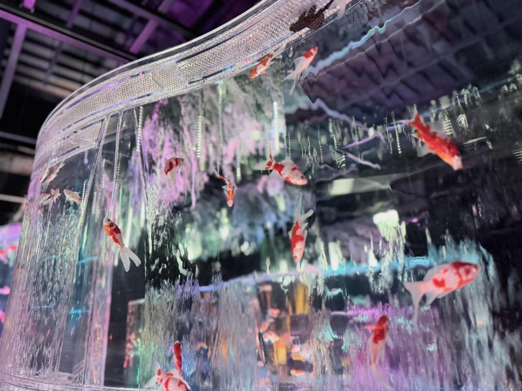  アートアクアリウム美術館 GINZAは
只今「ニャーとアクアリウム」に⁉️
銀座三越新館９階で2/25まで