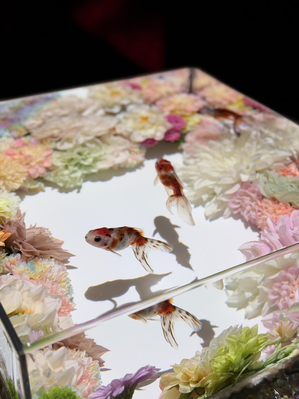  アートアクアリウム美術館 GINZAは
只今「ニャーとアクアリウム」に⁉️
銀座三越新館９階で2/25まで