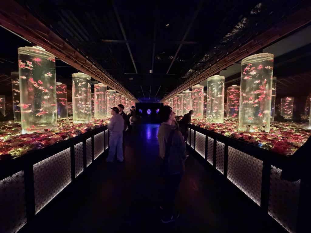  アートアクアリウム美術館 GINZAは
只今「ニャーとアクアリウム」に⁉️
銀座三越新館９階で2/25まで