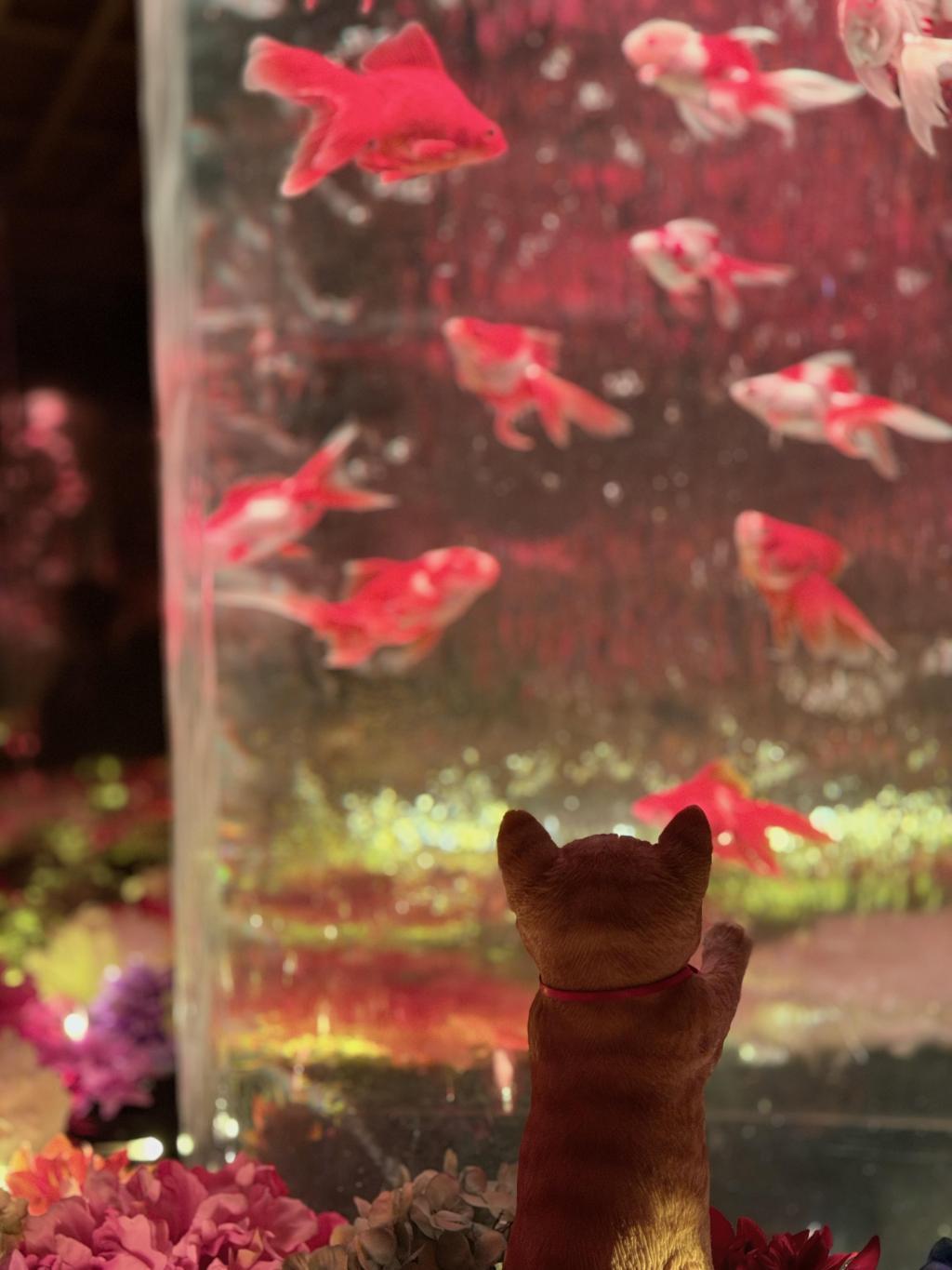  アートアクアリウム美術館 GINZAは
只今「ニャーとアクアリウム」に⁉️
銀座三越新館９階で2/25まで