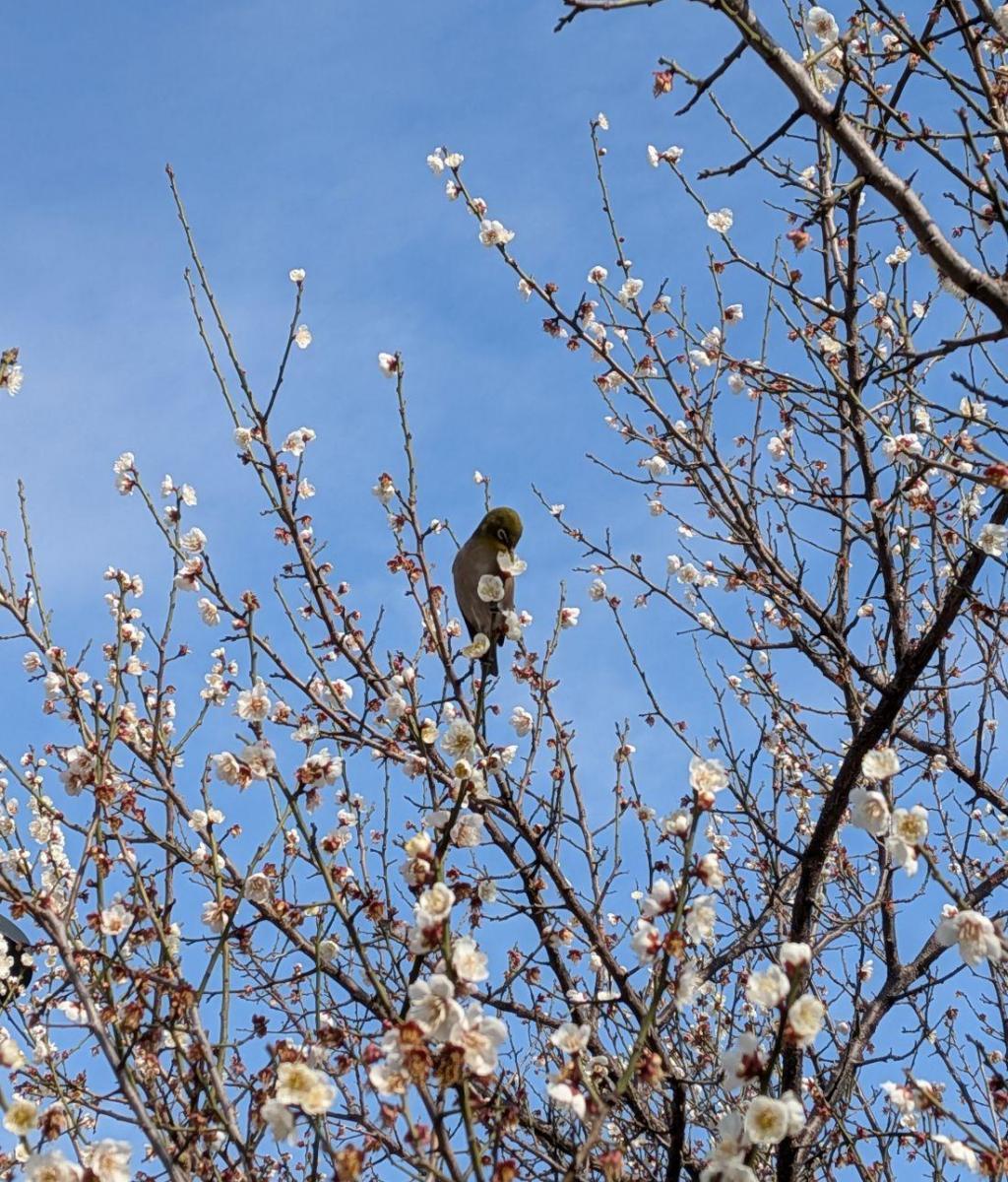 梅にも、桜にも 梅も桜も