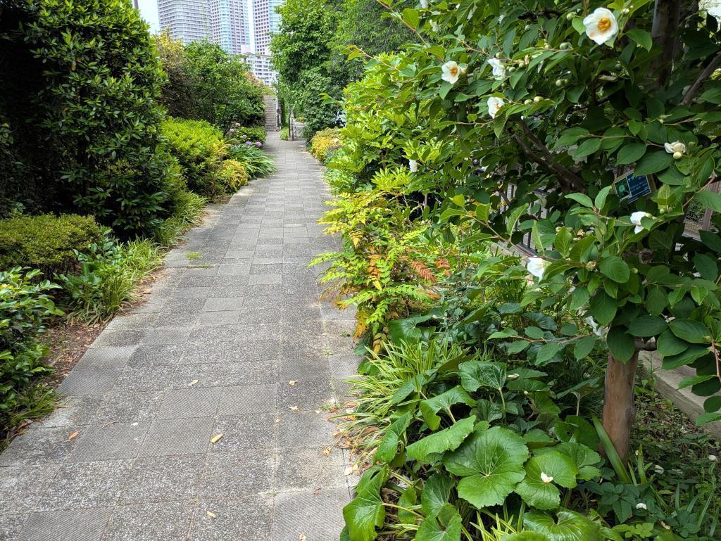  隅田川沿いで出逢う一日花