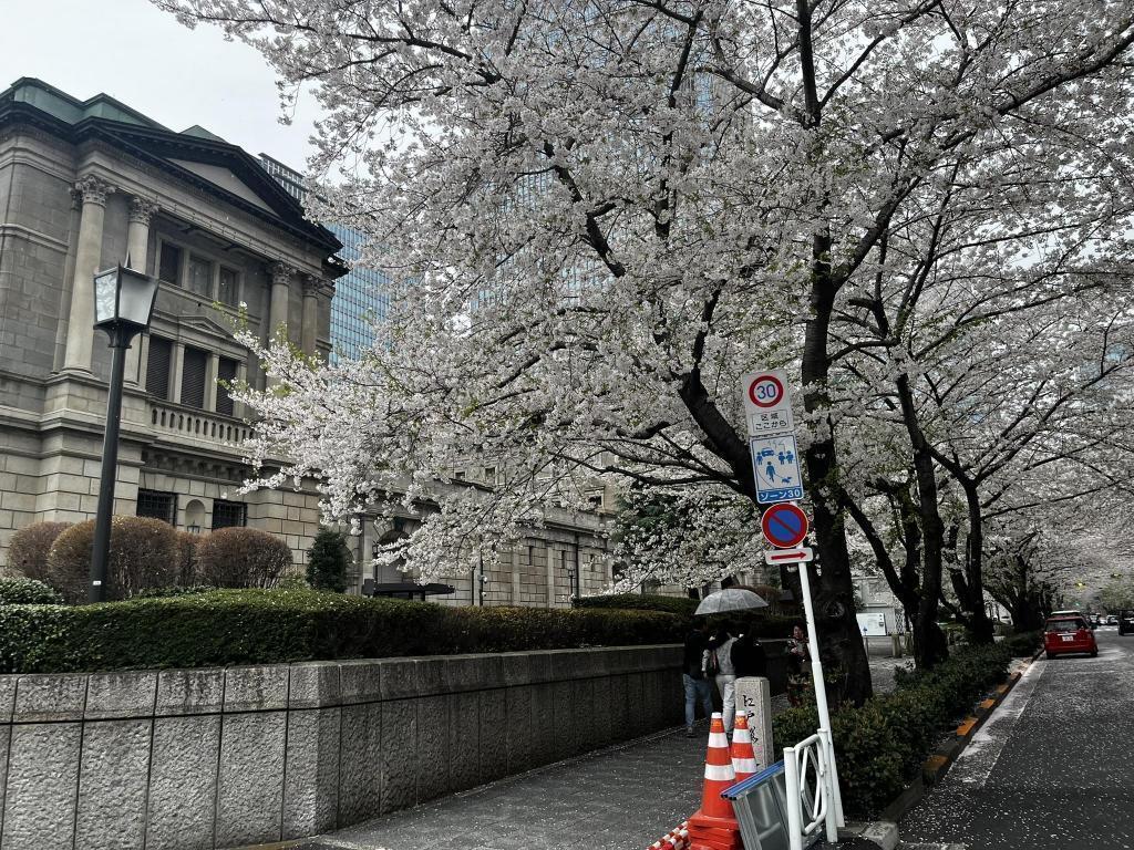  【動画】中央区の桜を一足先にご紹介！！