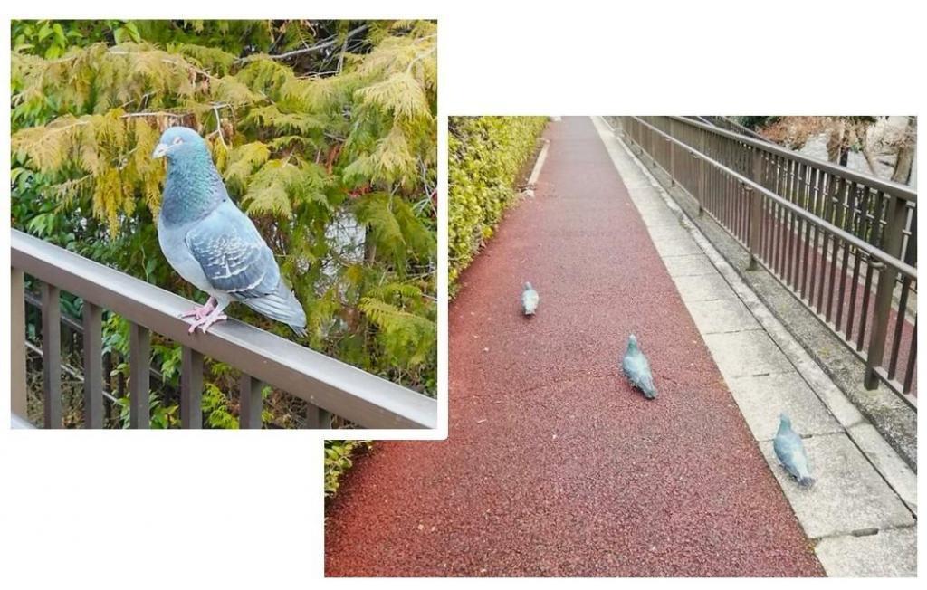 東京タワーと東京スカイツリーを求めて
　隅田川９橋を遡上します　③
　　～　佃大橋　～