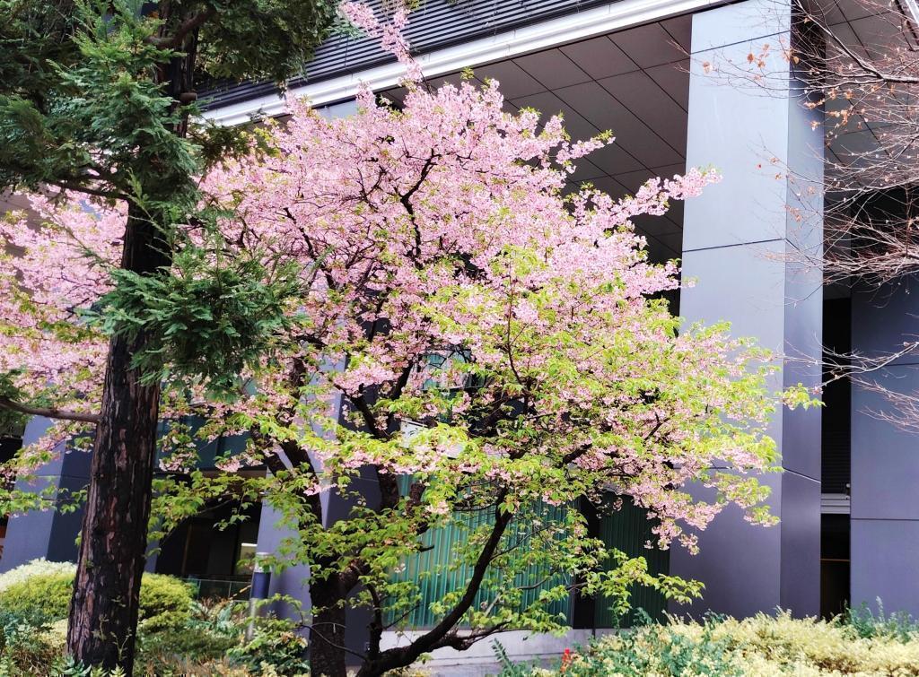  河津桜とオカメザクラの競演　東京スクエアガーデン