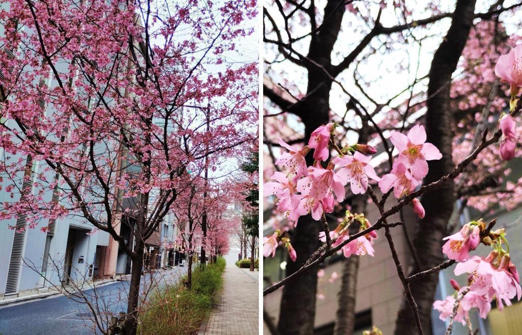  河津桜とオカメザクラの競演　東京スクエアガーデン