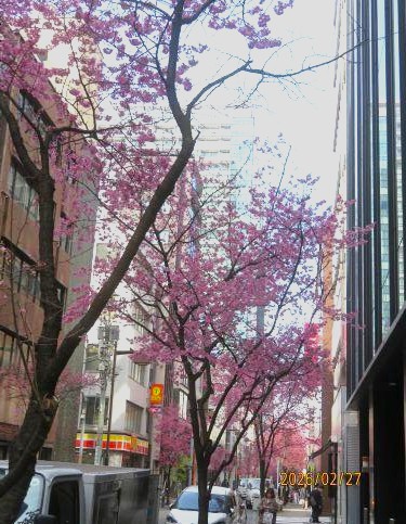  「おかめ桜」続報
