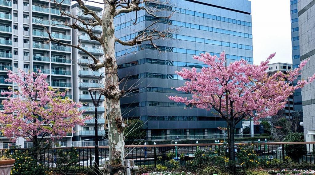  ”築地川”　の名を冠した公園余話　あかつき公園