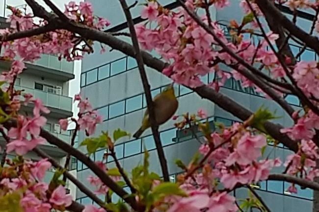 満開の桜に今年もメジロの鳥がやってきました。 今年も亀島川の河津桜にメジロが来訪。
永代橋際の大寒桜も咲き始め。