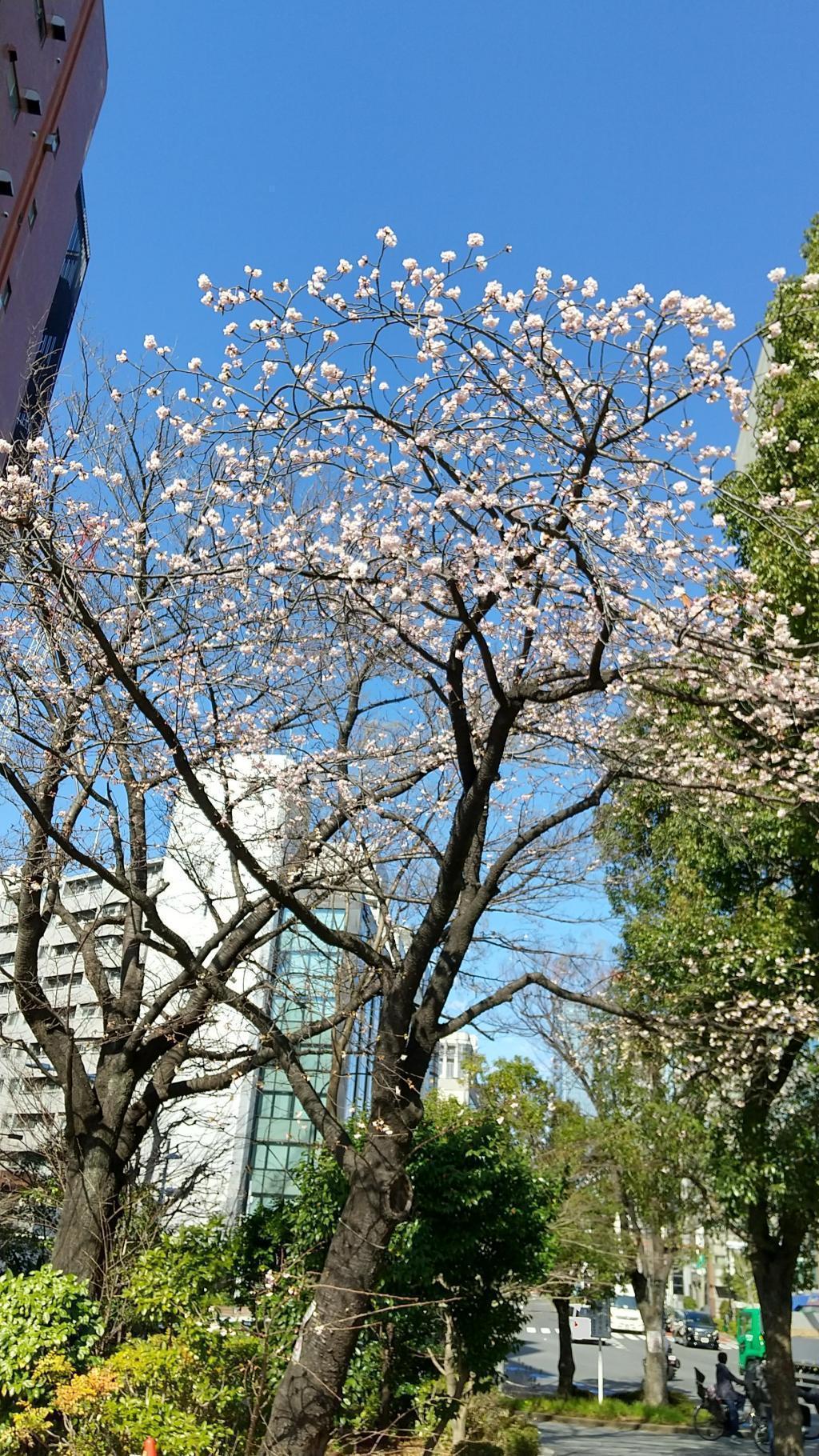永代橋の大寒桜も咲き始め 今年も亀島川の河津桜にメジロが来訪。
永代橋際の大寒桜も咲き始め。