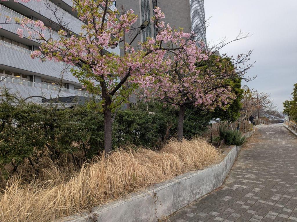  桜まだ続きます