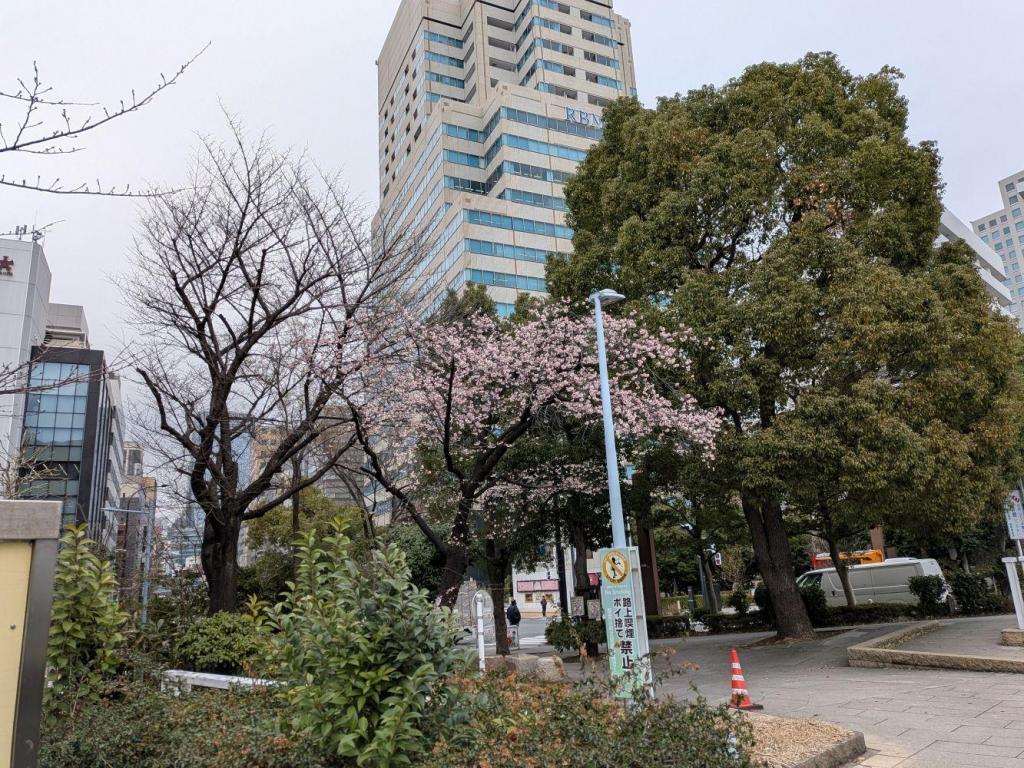 桜まだ続きます