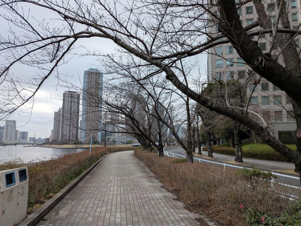  桜まだ続きます